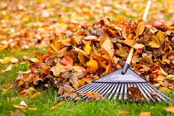 Leaves Removal in Lexington