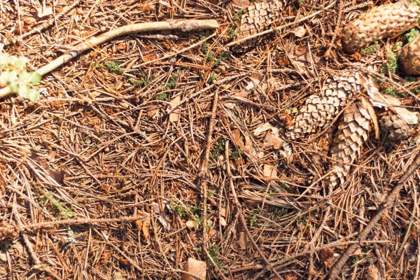 Cost of Pine Needles Removal in Lexington