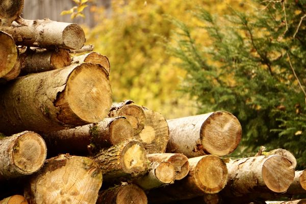 Wood Pile Removal in Lexington