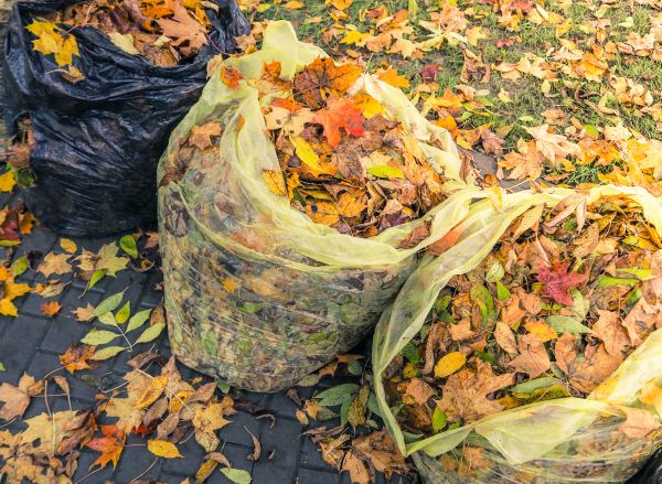 Yard Cleanup Service in Lexington
