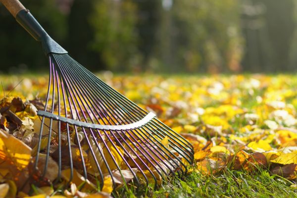 Leaf Raking Service in Lexington