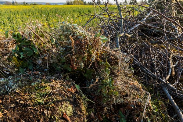 Brush Disposal in Lexington