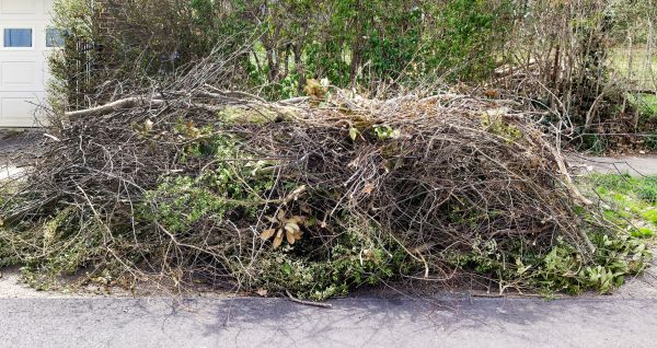 Tree Limb Cleanup in Lexington
