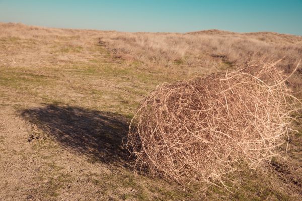 Tumbleweed Removal in Lexington