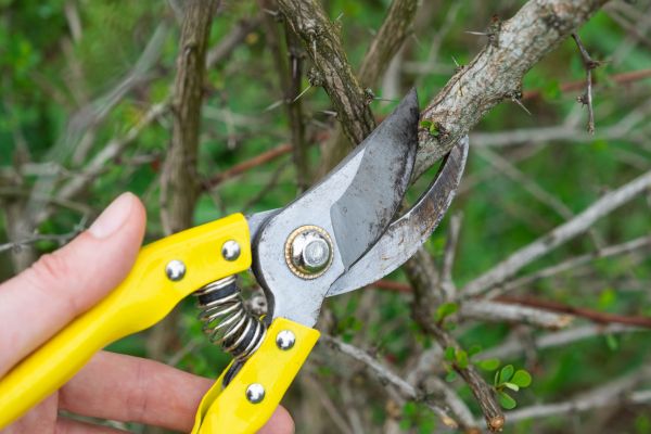 Limbs Removal in Lexington