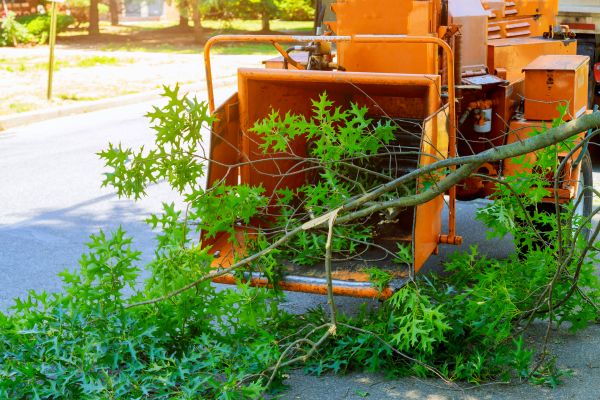 Tree Branches Removal in Lexington