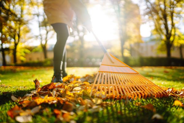 Leaves Raking in Lexington