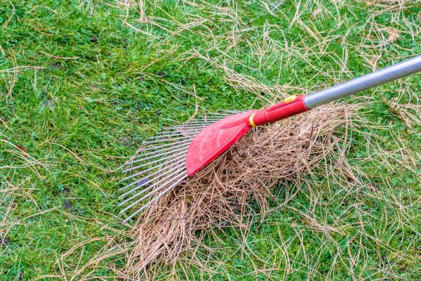 Yard Raking in Lexington