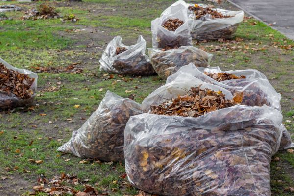 Cost of Leaf Pile Disposal in Lexington