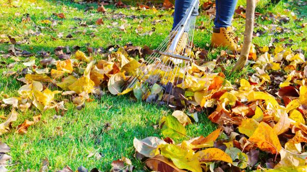 Lawn Cleanup Service in Lexington