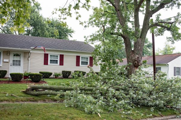 Fallen Branch Removal in Lexington