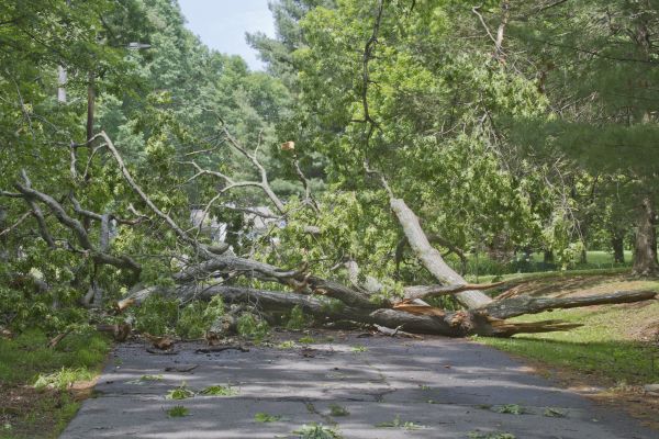 Tree Debris Removal in Lexington