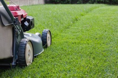 Trimming overgrown bushes in summer
